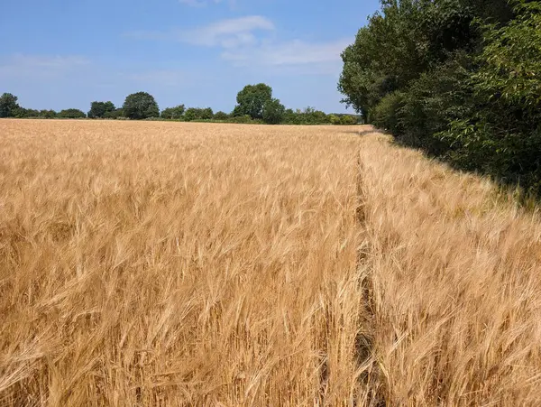 Muazzam bir altın buğday tarlası, olgunlaşmış ve hasat için hazır güneşli bir günde açık mavi bir gökyüzünün altında uzanır..