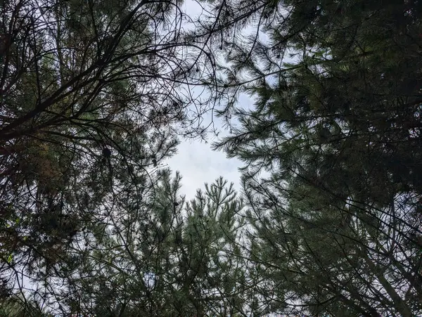 Yükselen ağaçlara bakınca bulutlu bir gökyüzü görünüyor. Huzurlu ve sakin bir ortam yaratıyor. Kalın yapraklar ilginç bir desen oluşturuyor..