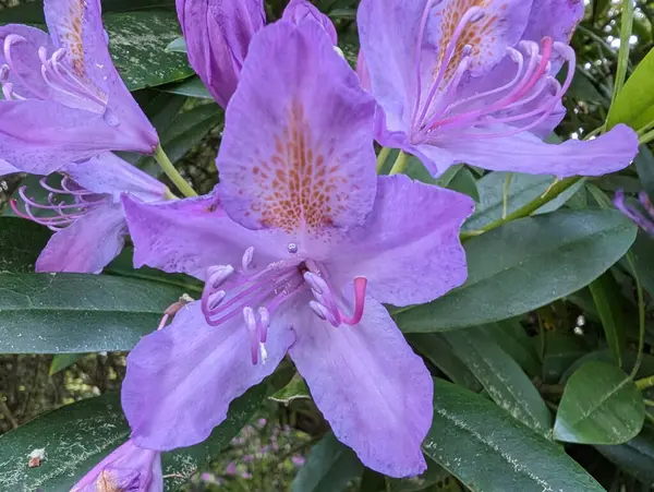 Canlı, mor rhododendron çiçeklerinin yakın planda çekilmiş, güneşli bir günde yemyeşil yapraklarla çevrili..