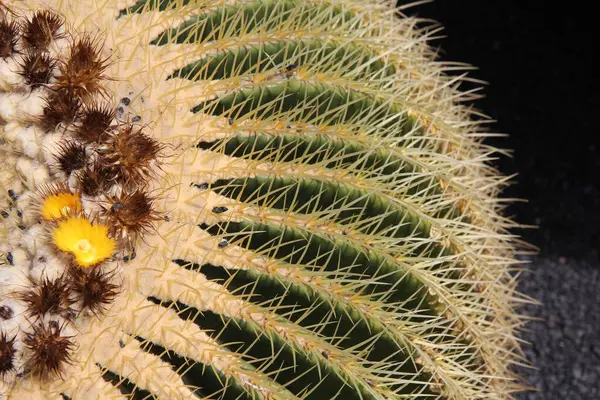 Dikenli kaktüs, makro shot, makro fotoğraf. Lanzarote, Jardin de Cactus, Echinocactus grusonii 'yi yakınlaştırın. Fotoğraf zoom, ambiance cactus haut en couleur comme un dessin, couleurs lumineuses jaune, ocre, vert et marron.