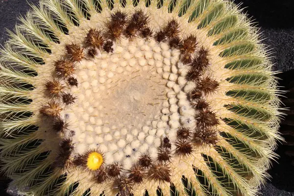 Kaktüs, Lanzarote, Jardin de Cactus, Echinocactus grusonii 'nin yakın görüntüsü. Fotoğraf zoom, ambiance cactus haut en couleur comme un dessin, une rosace naturelle couleurs lumineuses jaune, ocre, vert et marron.