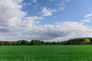 güzel yaz manzarası arka plan manzarası çayır ve orman ile