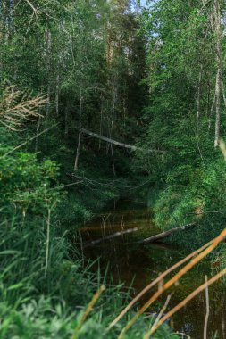 Yazın koyu yeşil ormanda küçük bir nehir.