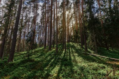 Tahta orman ağaçları yazın koyu yeşil ormanda altın güneş ışığıyla aydınlatılır.