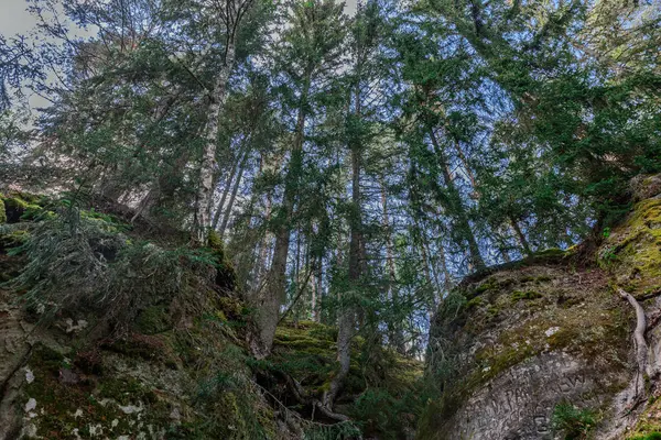Koyu yeşil yaz ormanı ve tepeler