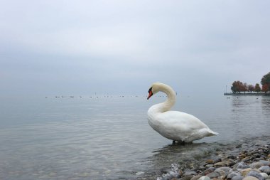 Sonbaharda bulutlu bir gökyüzünün altında sakin bir gölün kıyısında sığ sularda duran beyaz kuğu. Yumuşak tonlu sakin vahşi yaşam sahnesi ve durgun su