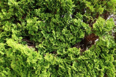 Canlı yeşil thuja dallarına yakın plan, kozalaklı kozalaklı yaprakların zengin dokusunu ve detaylarını gösteriyor. Yumuşak ışıklandırma ve organik dokuya sahip doğal bitki arka planı.