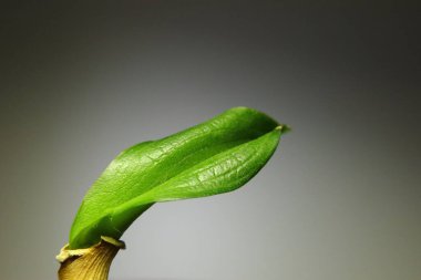 Genç yeşil bir orkide yaprağının yakın plan çekimi tarafsız bir arkaplanda bir kökten filizleniyor. Minimalist botanik ayrıntı yeni bitki gelişiminin taze ve dokusunu yakalıyor.