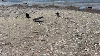 Kayalık bir göl kıyısında ekmek kırıntıları yiyen güvercinler, güneşli bir günde yerde beslenen kuşların olduğu yakın çekim vahşi yaşam sahnesi.