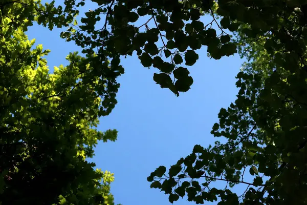 Yeşil ağaç yapraklarıyla çerçevelenmiş kalp şeklindeki gökyüzü ormandaki açık mavi gökyüzüne karşı