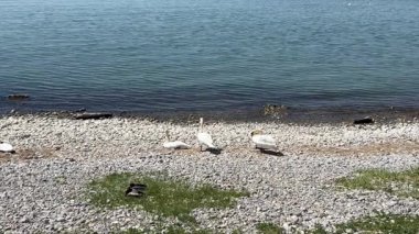 Gölün kıyısında dinlenen dört kuğu. İkisi ayakta, ikisi açık mavi sularda güneşli bir günde uzanmış.