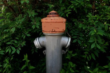 Turuncu başlıklı yangın musluğu yaz günü yemyeşil yapraklarla çevrili. Doğal ortamda kentsel güvenlik altyapı elementi