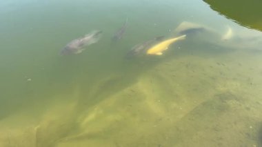 Güneşli bir günde, açık havada zarif bir şekilde yüzen bir grup sazan balığı berrak su ve yumuşak dalgalarla, doğa, rahatlama ve bahçe temaları için mükemmel huzurlu bir su manzarası.