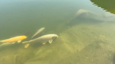 Güneşli bir günde açık havuzda huzur içinde yüzen güzel bir sazan balığı, sakin suda süzülen süs balığı, doğa, bahçe, sükunet ve su teması için mükemmel.