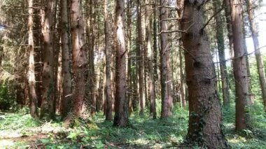 Çam ağaçlarının gövdeleri ve orman zemininde hareket eden gün ışığının hızlandırılması, parlak bir yaz gününde değişen ışık ve gölge desenlerini, barışçıl doğa arka planlarını gösterir.