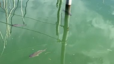 Güneşli bir günde tekne direklerinin ve halatların yansımasıyla açık yeşil bir gölün sularında yavaş yüzen balıklar.