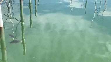 Limandaki gölün sakin yeşil sularında yüzen balıklar, gün ışığında yüzeyde demirleme direklerinin ve halatların yansımalarıyla.