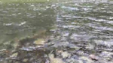 Sığ bir nehirde hızlı akan temiz su akıntısı, görünür taşlarla akan doğal tatlı su akışı, rahatlama ve ortam için barışçıl doğa arka planı