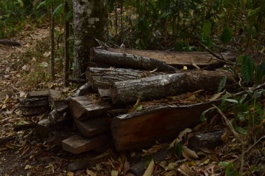 Ormandaki eski odun.