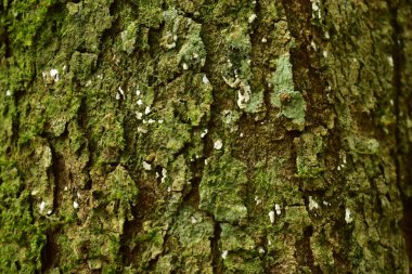 Ağaç kabuğu dokusu, kapat