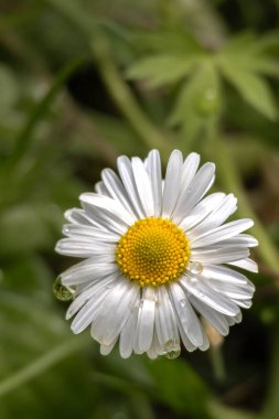 Yağmur damlaları cennetten gelen sevinç gözyaşları gibi papatyanın yapraklarıyla oynuyor..