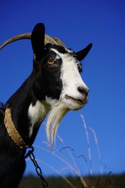 Görkemli boynuzları ve çarpıcı sakalı olan siyah beyaz bir keçinin yakın plan fotoğrafı. Keçilerin keskin hatları parlak mavi gökyüzüne karşı duruyor ve dinamik ve doğal bir portre oluşturuyor. Doku.