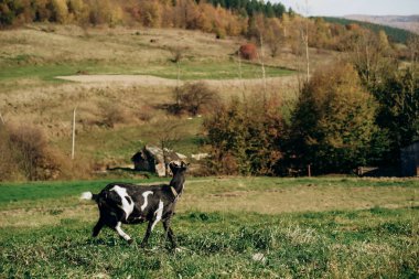 Siyah ve beyaz bir keçi yemyeşil bir tarlada yürüyor. Arka planda sonbahar manzarası var. Ağaçlarla çevrili ve kırsal alanda.