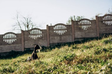 Bir keçi beton bir çitin yanındaki yamaçta duruyor. Sonbahar günü, hayvanın ve manzaranın doğal güzelliğini vurgulayan parlak bir güneş ışığı sunar.