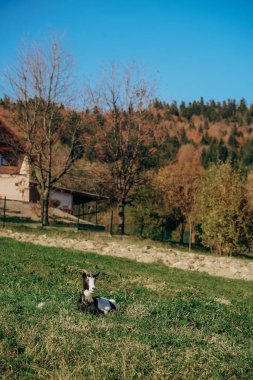 Sakin bir keçi, ağaçlar ve kırsal evlerle çevrili güneşli bir sonbahar tarlasında dinlenir. Sonbaharın canlı renkleri bu huzurlu kırsal manzaraya sıcaklık katar.