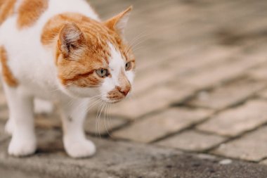 Kızıl ve beyaz bir kedinin asfalt bir yüzeyde dikilip dikkatlice ileriye bakması. Arka plan hafifçe bulanık, kedilerin keskin özelliklerini vurguluyor.