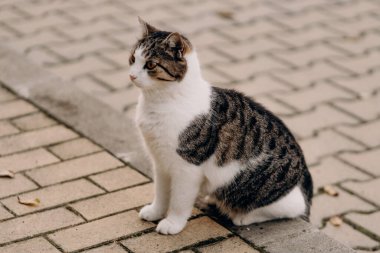 Bir tekir kedi kaldırımlı bir yolda sakince oturur, bakışları odaklanmış ve sakindir. Kürkünün desenli zemine karşı kontrastı görsel olarak çekici ve barışçıl bir sahne yaratır.