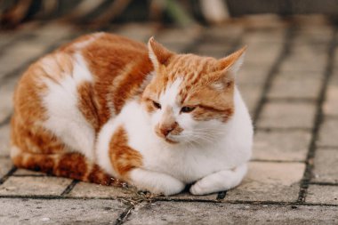 Kızıl ve beyaz bir kedi asfalt bir yüzeyde rahatça yatar, gözleri yarı kapalı bir şekilde dinlenir. Yumuşak kürk ve sakin duruş onun sakin tavrını vurgular.