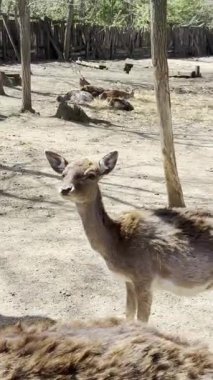 Hayvanat bahçesindeki kumlu zeminde duran genç bir geyik. Arka planda diğer geyikler dinleniyor..