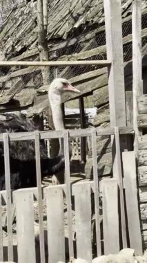 Bir devekuşu ahşap bir çitin arkasında duruyor kırsal bir çiftlik ortamında..