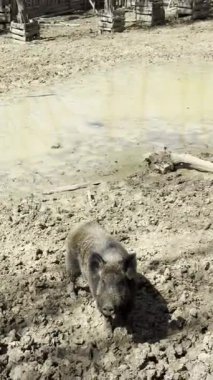 Yalnız bir yaban domuzu, bir hayvanat bahçesinin içindeki kurumuş bir göletin yakınındaki tozlu çamurlu bir alanda duruyor. Esareti ve yapay ortamlardaki hayvanların acı gerçekliğini simgeliyor.