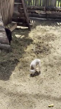 Saman ve ahşap yapılarla çevrili, kırsal bir çiftlik ortamında, kuru zeminde otlayan küçük beyaz bir kuzu..