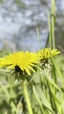 Güneşli bir çayırda, sarı bir karahindiba çiçeğinin üzerinde dinlenen vahşi bir kelebek polen taşıyıcıların güzelliğini ve onları yok olmaktan acil bir şekilde koruma ihtiyacını vurgular.