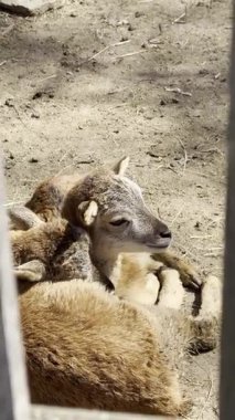 Tozlu topraklarda esaret altında uzanmış, güneşe sarılan iki yavru keçinin sıcaklığını ve çitlerin ardındaki vahşi hayvanlarla ilgili gizli hikayeleri ifade ederken.