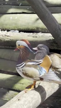 Mandarin ördek çifti ahşap bir kirişin üzerinde dinleniyor ve doğal güzellikle vahşi yaşam fotoğrafçılığının esaret gerçeği arasındaki zıtlığı vurguluyor.