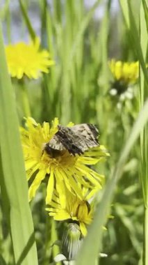 Karahindiba üzerinde dinlenen bir kelebeğin makro videosu. Canlı bahar otları altında, doğal güneş ışığı altında yumuşak bokeh arka planda.