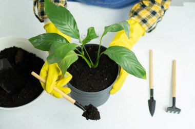 Sarı eldiven giyen biri küçük bir kürek kullanarak yeşil yapraklı bir bitkiyi siyah bir tencereye yerleştiriyor. Bahçe aletleri beyaz bir yüzeye yerleştirilir.
