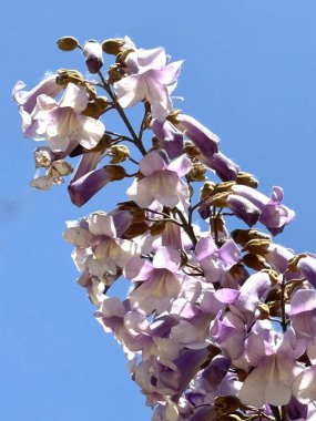 Mor ve beyaz çiçek kümelerinin açık mavi gökyüzüne karşı çiçek açtığı bir dalın yakın çekim görüntüsü.