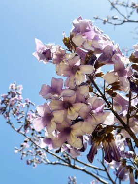 Açık mavi gökyüzüne karşı güzel mor çiçeklerin yakın çekim görüntüsü. Çiçekler çiçek açmış, narin taç yaprakları ve canlı renkler sergiliyor, dingin ve canlandırıcı bir atmosfer yaratıyor..