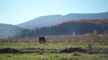 Görkemli bir at dağlarla ve sisli ormanlarla çevrili uçsuz bucaksız bir sonbahar vadisinde huzur içinde otlar. Ağaçların altın rengi ve yumuşak sabah ışığı sakin, resimsel bir manzara yaratır. Yüksek