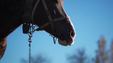 Uzaklara sakince bakan yıpranmış bir halatla görkemli bir atın yakın plan portresi. Koyu kahverengi gözler açık mavi gökyüzünün altındaki kırsal kesimin huzurunu yansıtır. Yüksek kalite 4k görüntü