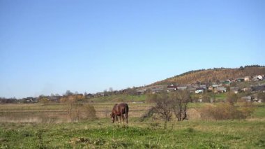 Çıplak bir ağacın çerçevelediği uçsuz bucaksız bir sonbahar tarlasında tek başına otlayan bir at. Arkaplanda yuvarlanan tepeler ve altın yapraklar mevsimsel güzellik ve sükunetle dolu sakin bir kırsal alan oluşturuyor. Yüksek