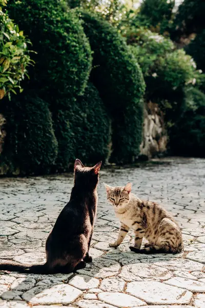 Bahçedeki taştan bir patikada oturan iki kedi, yemyeşil ile çevrili. Bir kedi siyah, diğeri ise benekli tekir. İkisi de farklı yönlere bakıyor..