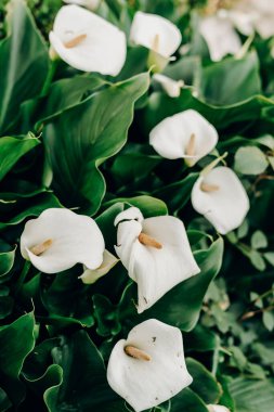 Koyu yeşil yapraklarla çevrili zarif beyaz zambaklardan oluşan bir küme, çiçek ve doğa temaları için gün ışığında yakalanan saflık zarafet ve ahengi ifade eden sakin bir bahçe sahnesi oluşturur.