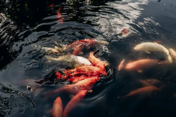 Parlak koi balığı kümesi gölet yüzeyinin yanında karanlık ve yansıtıcı ışık pullar ve dalgalar arasında oynar sessiz hareket denge ve doğal suda yaşamın huzurlu enerjisini ifade eder.