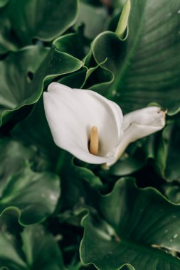 Etrafı yemyeşil yapraklarla çevrili beyaz bir zambak çiçeğinin yakından görüntüsü. Çiçek, belirgin sarı bir stamen ile pürüzsüz, zarif bir şekle sahip, çarpıcı bir kontrast oluşturur